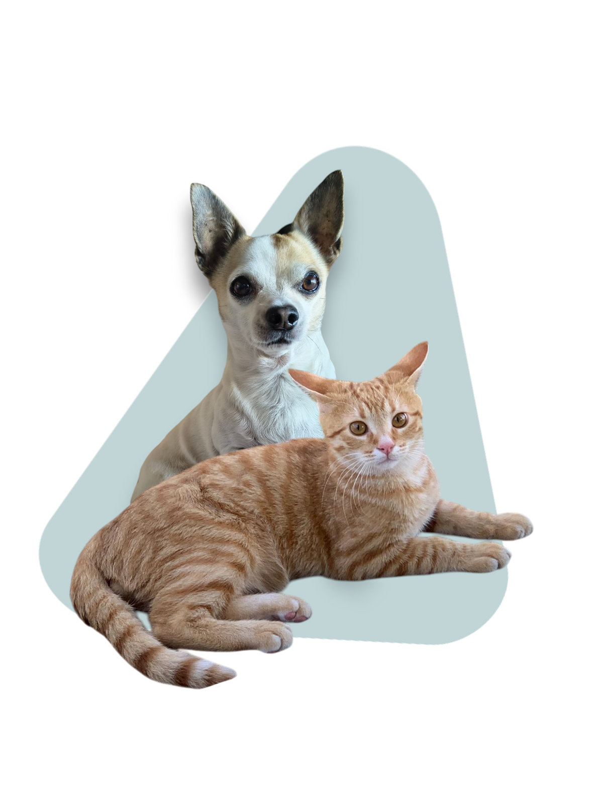 Alimentazione BARF per cani e gatti
