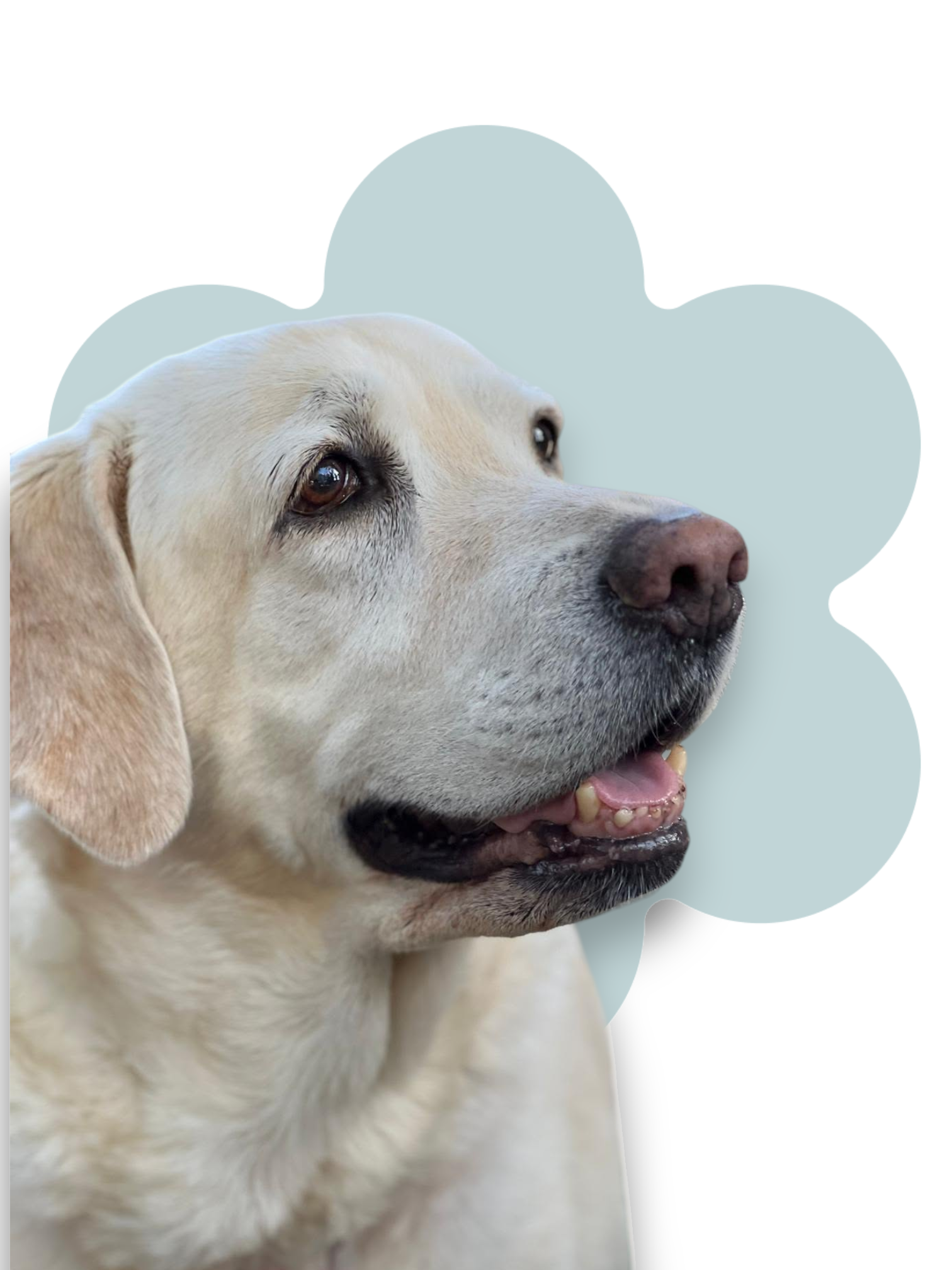 Croccantini senza cereali per cani