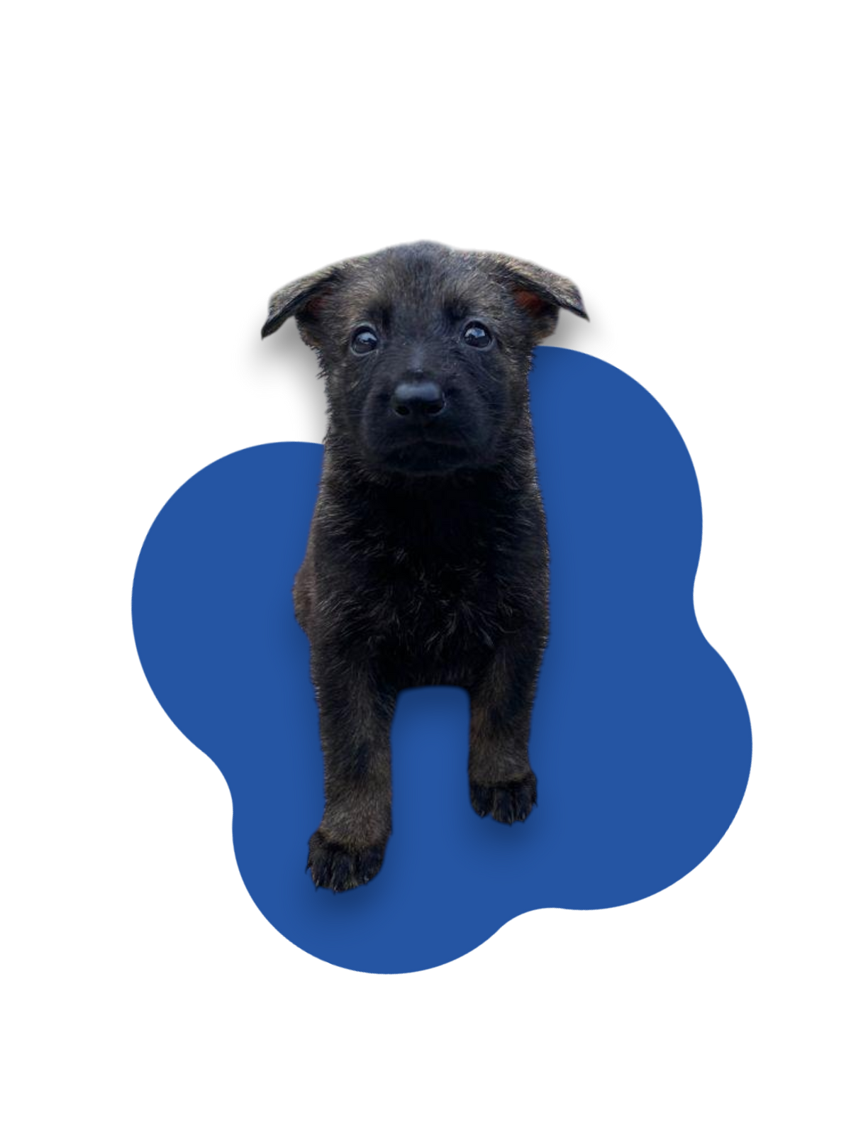 Croccantini per cuccioli e cuccioloni