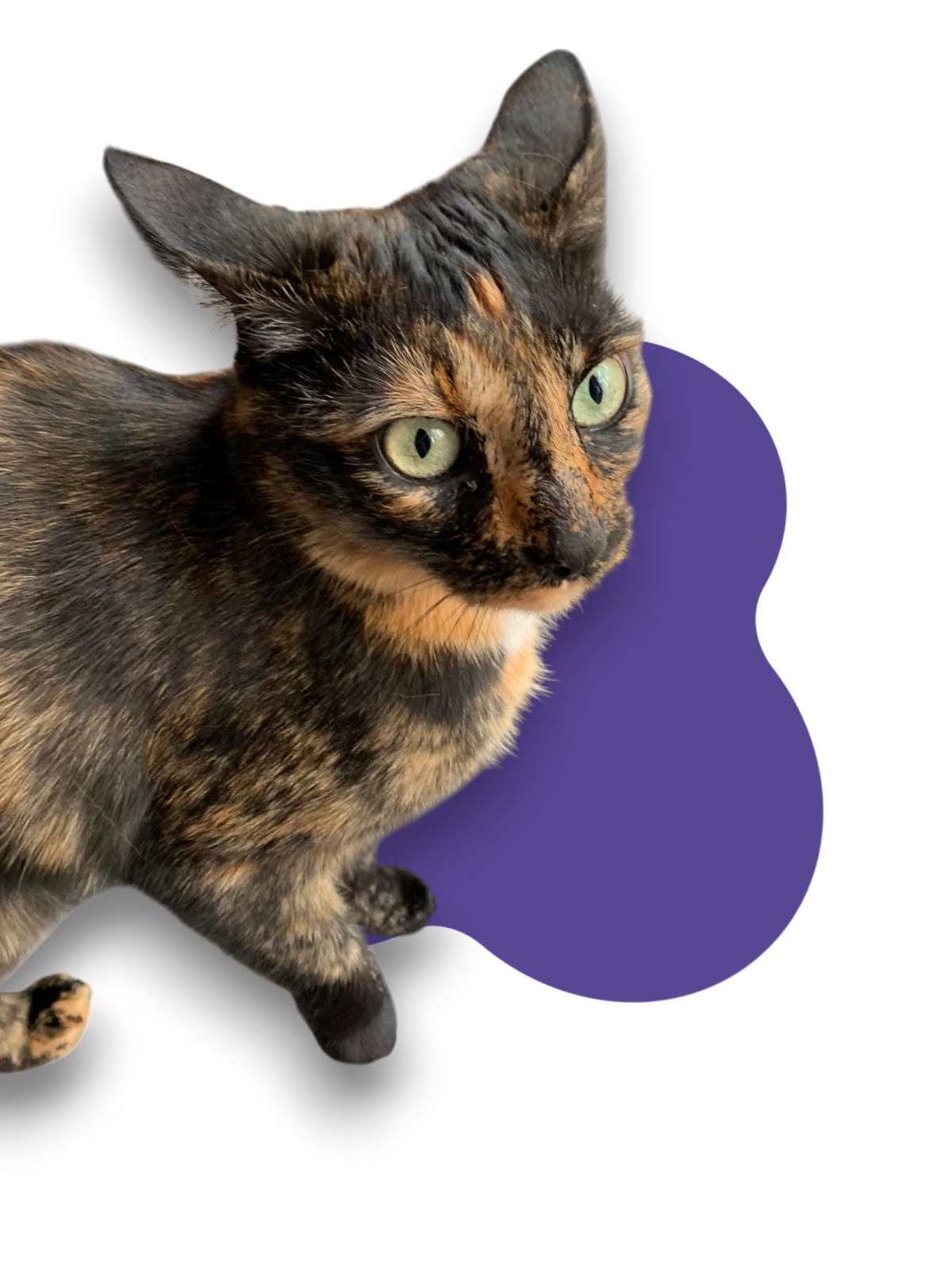 Prodotti per gatti