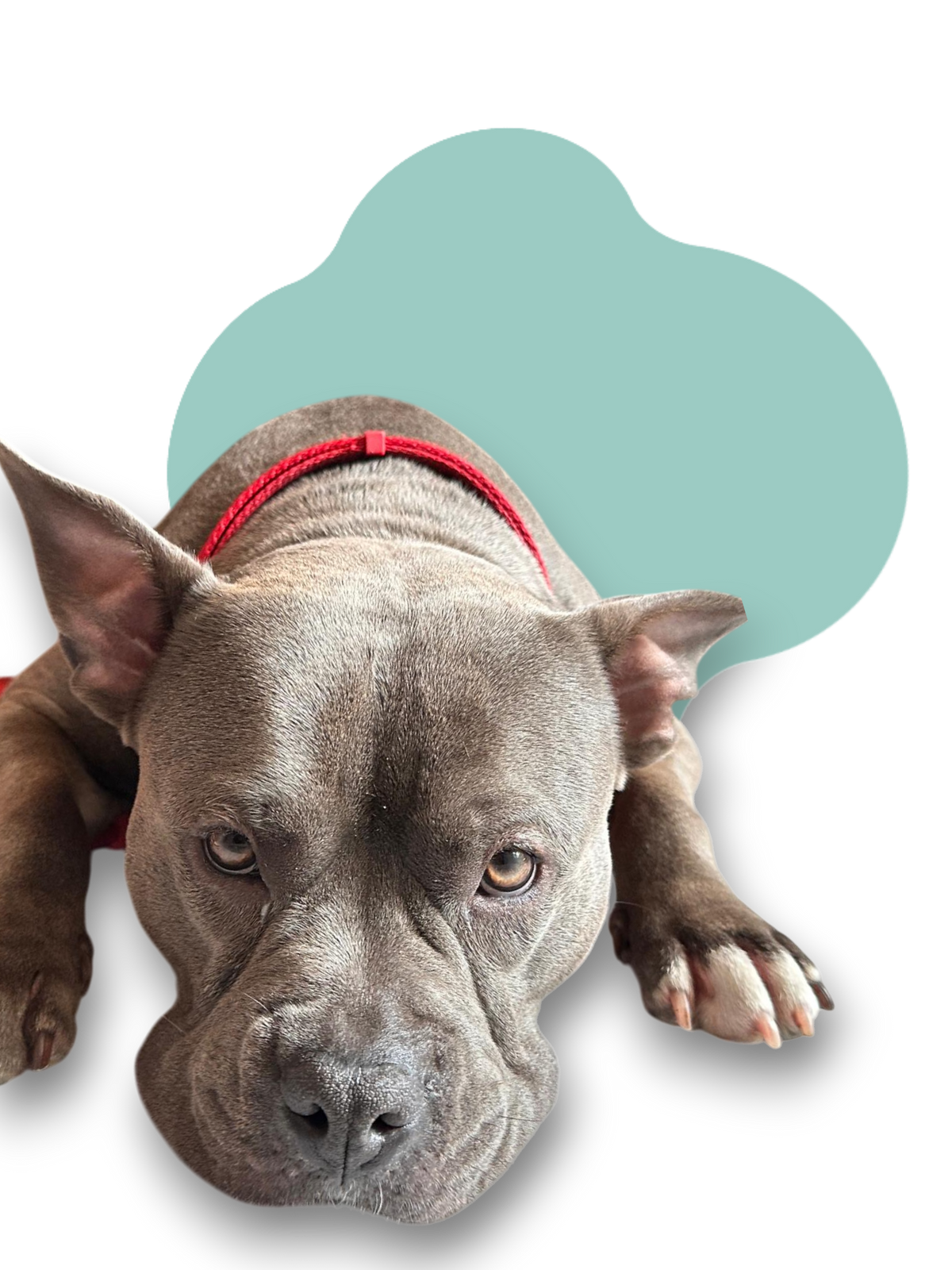 Croccantini per cani con cereali integrali