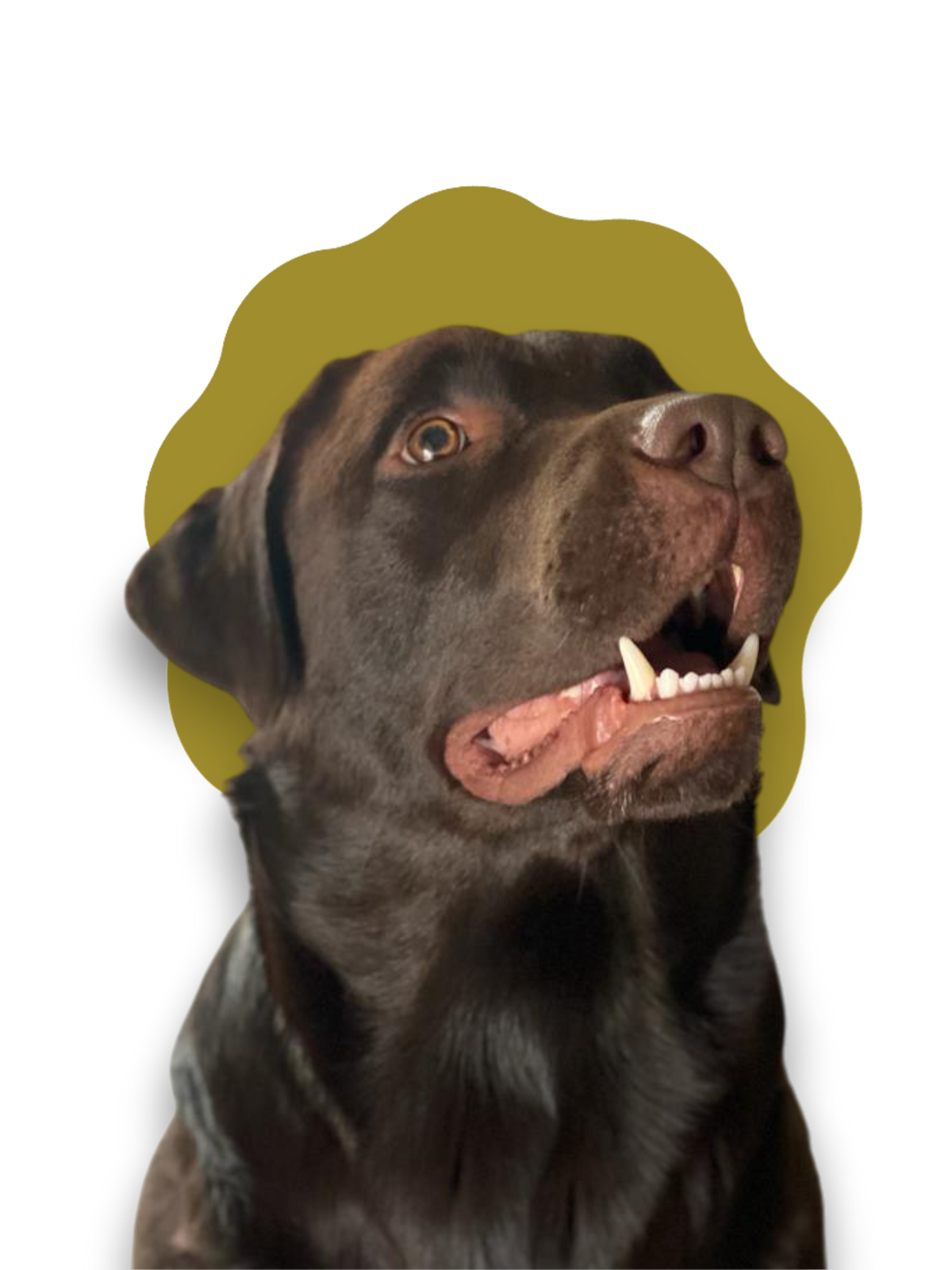 Croccantini per cani in sovrappeso
