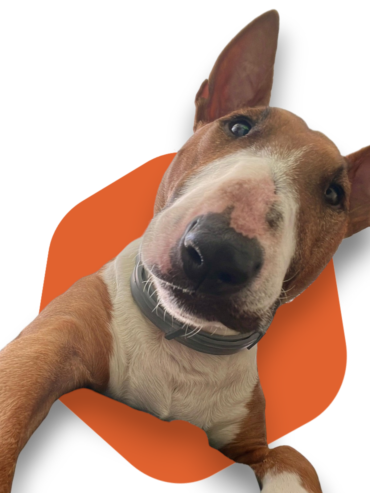 Alimento umido per cani
