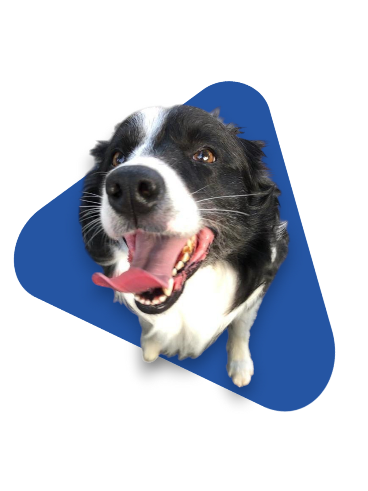 Prodotti per cani