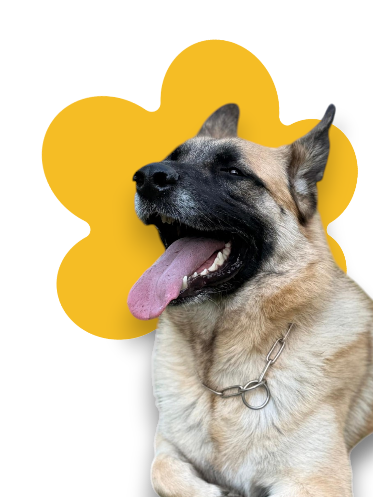 Linea Unico - Croccantini per cani
