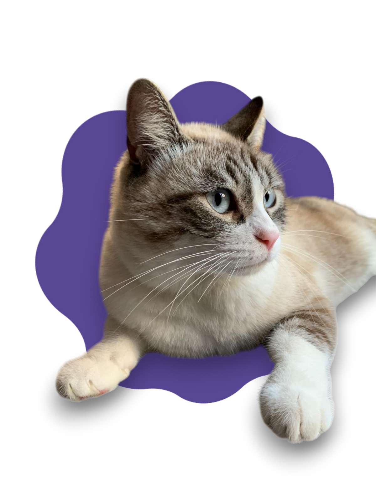 GATTO